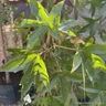 Liquidambar styraciflua 200/250cm (36L)