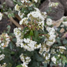 Viburnum tinus 'Eve Price' 1/4 stem (15L)