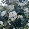 Viburnum tinus 'Eve Price' 1/4 stem (15L)