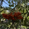 Sorbus commixta 'Embley' POTTED