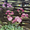 Astrantia 'Star of Love' 1ltr pot