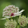 Astrantia major 1ltr