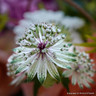 Astrantia major 1ltr
