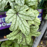 Heucherella Kimono-1L