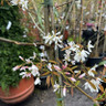 Amelanchier 'Ballerina' BAREROOT