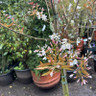 Amelanchier 'Ballerina' BAREROOT