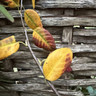Amelanchier laevis 'Snowflakes'
