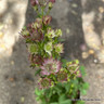 Astrantia major 'Pink Pride'-3L