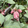 Helleborus ‘Pirouette’ - 3ltr