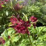 Astrantia 'Burgandy Manor'-3L