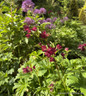 Astrantia 'Burgandy Manor'-3L