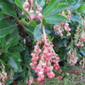 Arbutus unedo 'Rubra' 3.5L