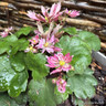 Saxifraga cortusifolia 'Autumn Grace Akemi'-1L