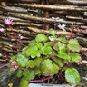 Saxifraga cortusifolia 'Autumn Grace Akiko'-1L