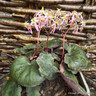 Saxifraga cortusifolia 'Autumn Grace Asuka'-3L