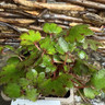 Saxifraga cortusifolia 'Autumn Grace Ayaka'-1L