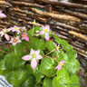 Saxifraga cortusifolia 'Autumn Grace Ayano'-1L