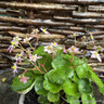 Saxifraga cortusifolia 'Autumn Grace Ayano'-1L