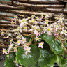 Saxifraga cortusifolia 'Autumn Grace Ayano'-3L