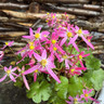 Saxifraga cortusifolia 'Autumn Grace Kumiko'-1L