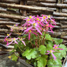 Saxifraga cortusifolia 'Autumn Grace Kumiko'-1L