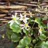 Saxifraga cortusifolia Autumn Grace Miharo'-1L