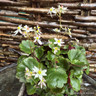 Saxifraga cortusifolia Autumn Grace Miharo'-1L