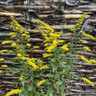 Solidago rugosa 'Fireworks'-3L