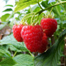 Raspberry 'Glen Lyon' - 3 canes