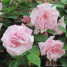 Kathleen Harrop - Climbing Rose