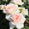 Joie de Vivre - Floribunda Rose