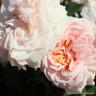 Joie de Vivre - Floribunda Rose
