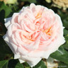 Joie de Vivre - Floribunda Rose
