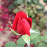 Loving Memory - Hybrid Tea Rose