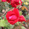 Loving Memory - Hybrid Tea Rose