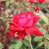 Loving Memory - Hybrid Tea Rose