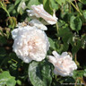Madame Alfred Carriere - Climbing Rose
