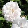 Madame Alfred Carriere - Climbing Rose