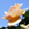 Maigold - Climbing Rose