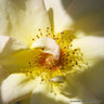 Maigold - Climbing Rose