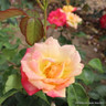 Masquerade - Climbing Rose