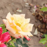 Masquerade - Climbing Rose