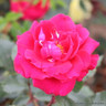 New Dawn - Climbing Rose