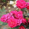 New Dawn - Climbing Rose