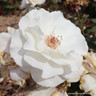 Margaret Merril - Floribunda Rose