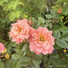 Nice Day - Climbing Rose