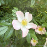 Open Arms - Climbing Rose