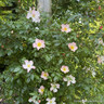 Open Arms - Climbing Rose
