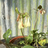 Comfrey, dwarf (11cm)