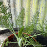 Fennel (11cm)